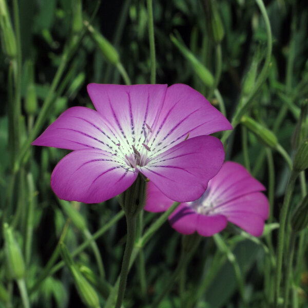 ruota di mais - Agrostemma githago perenne resistenti ruota di mais - Agrostemma githago perenne resistenti
