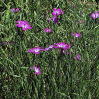 Gittaione comune (Agrostemma githago)  semi