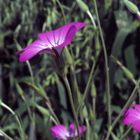 Gittaione comune (Agrostemma githago)  semi