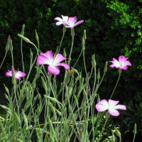 Gittaione comune (Agrostemma githago)  semi