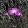 Gittaione comune (Agrostemma githago)  semi