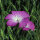 Gittaione comune (Agrostemma githago)  semi