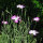 Gittaione comune (Agrostemma githago)  semi