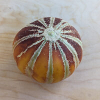 Melone Kajari  (Cucumis melo) semi