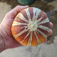 Melone Kajari  (Cucumis melo) semi