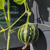 Melone Kajari  (Cucumis melo) semi