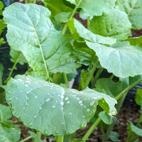 Cavolo d’Abissinia (Brassica carinata) semi