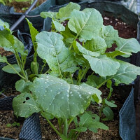 Cavolo d’Abissinia (Brassica carinata) semi