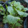 Cavolo d’Abissinia (Brassica carinata) semi