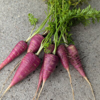 Carota viola ‘Gniff’ (Daucus carota) semi...