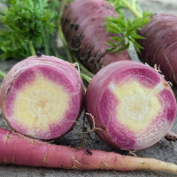 Carota viola ‘Gniff’ (Daucus carota) semi biologici