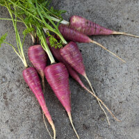 Carota viola ‘Gniff’ (Daucus carota) semi biologici