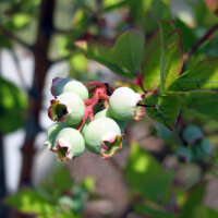 Mirtillo americano (Vaccinium corymbosum) semi