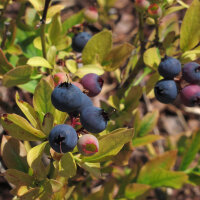 Mirtillo americano (Vaccinium corymbosum) semi