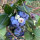 Mirtillo americano (Vaccinium corymbosum) semi