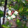 Mirtillo americano (Vaccinium corymbosum) semi