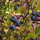 Mirtillo americano (Vaccinium corymbosum) semi
