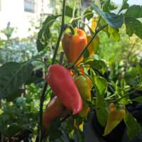 Peperone dolce Roter Augsburger (Capsicum annuum) semi...