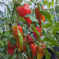 Peperone dolce Roter Augsburger (Capsicum annuum) semi...