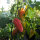 Peperone dolce Roter Augsburger (Capsicum annuum) semi biologici