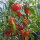 Peperone dolce Roter Augsburger (Capsicum annuum) semi biologici