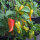 Peperone dolce Roter Augsburger (Capsicum annuum) semi biologici
