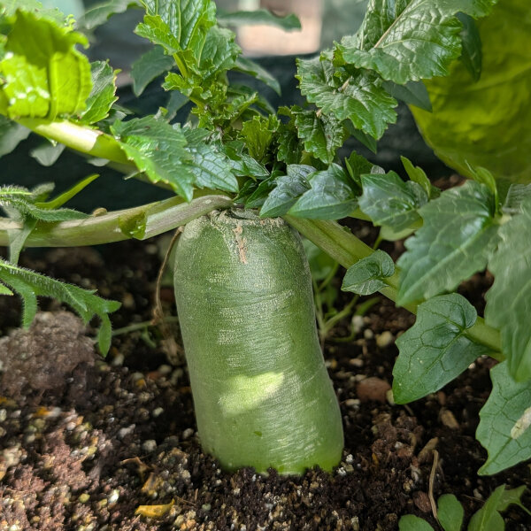 Ravanello verde asiatico Green Luobo (Raphanus sativus) semi