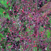Jewels of Opar (Talinum paniculatum) semi