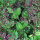 Jewels of Opar (Talinum paniculatum) semi