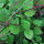 Jewels of Opar (Talinum paniculatum) semi