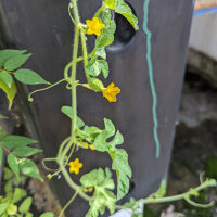 Cetriolo delle Antille (Cucumis anguria) semi