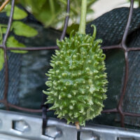 Cetriolo delle Antille (Cucumis anguria) semi