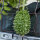 Cetriolo delle Antille (Cucumis anguria) semi