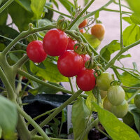 Pomodoro selvatico ABC Potato Leaf (Solanum lycopersicum)...