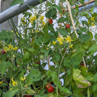 Pomodoro selvatico ABC Potato Leaf (Solanum lycopersicum)...