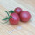 Pomodoro selvatico rosa (Solanum pimpinellifolium) semi