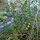 Pomodoro selvatico rosa (Solanum pimpinellifolium) semi