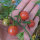 Pomodoro selvatico rosa (Solanum pimpinellifolium) semi