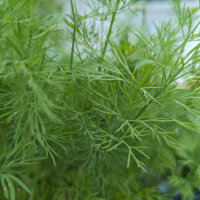 Aneto Compact (Anethum graveolens) semi