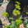 Buplerio a foglie tonde ‘Griffithii’ (Bupleurum rotundifolium) semi