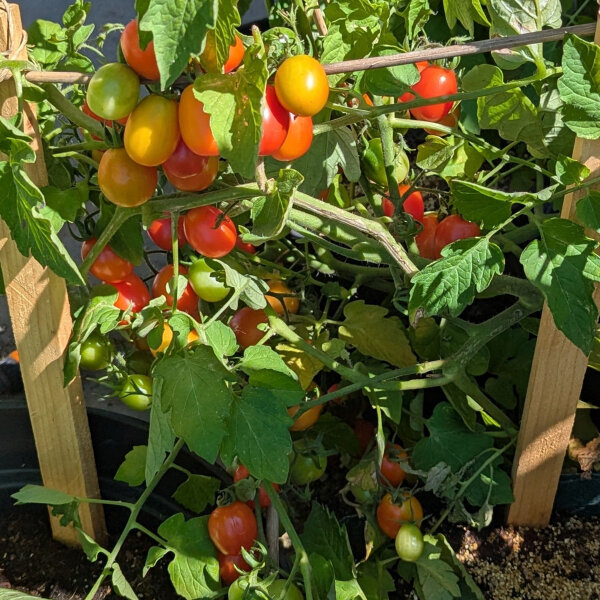 Pomodoro ciliegino Principe Borghese (Solanum lycopersicum) semi