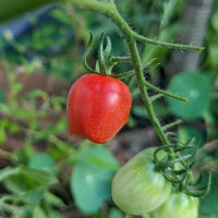 Pomodoro ciliegino Principe Borghese (Solanum...