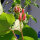 Fagiolo rampicante Hestia (Phaseolus coccineus) semi