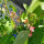 Fagiolo rampicante Hestia (Phaseolus coccineus) semi