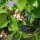 Fagiolo rampicante Hestia (Phaseolus coccineus) semi