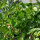 Fagiolo rampicante Hestia (Phaseolus coccineus) semi