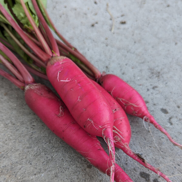 Ravanello Rote Riesen (Raphanus sativus) semi