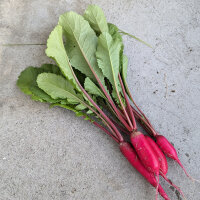 Ravanello Rote Riesen (Raphanus sativus) semi
