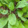 Ravanello Rote Riesen (Raphanus sativus) semi