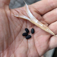 Fagiolo tepari Black Mitla (Phaseolus acutifolius)  semi